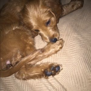 Meet your Posher, Macey